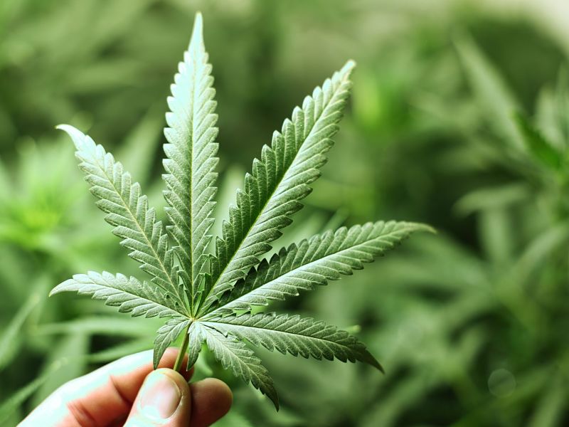 cannabis leaf 2